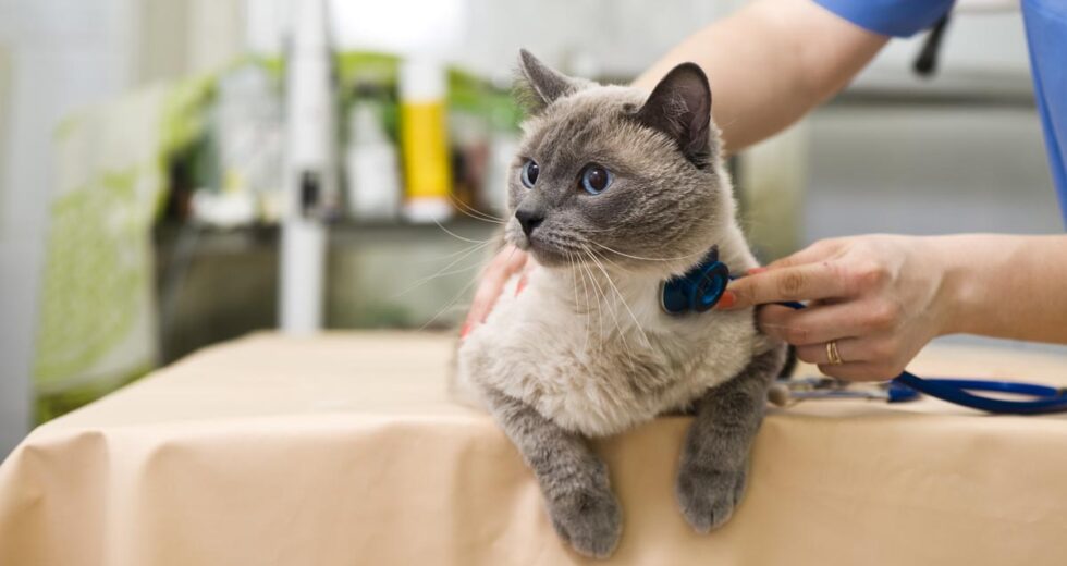 Miracle Drug For Cats Diagnosed With The Terrible FIP: GS-441524 (Part 1)