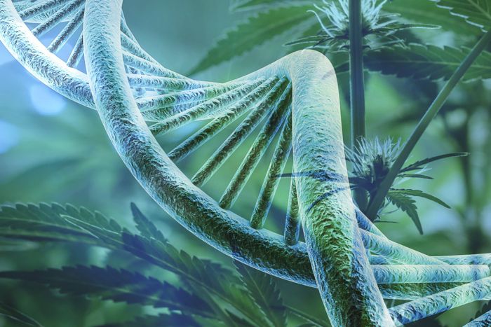 Cannabis Can Alter DNA, New Studies Say
