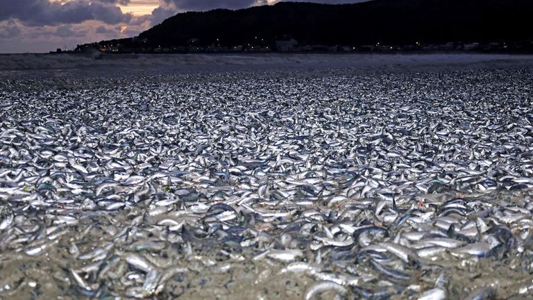 3 Months Post Fukushima Radioactive Water Release, Thousands Of Tons Of Dead Fish Wash Ashore Japan