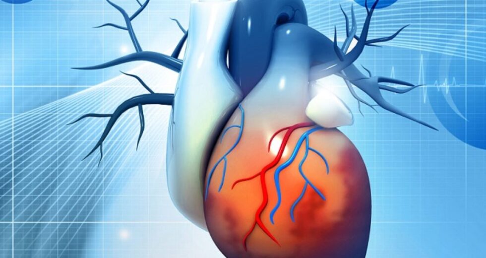 Experts Create A Mind-Blowing Biorobotic Heart