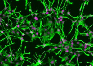 Astrocytes Hold Vital Role In Behavior Regulation