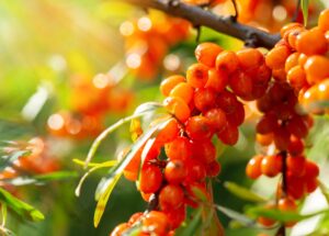 Care For Your Skin And Heart With Sea Buckthorn: An Ancient Himalayan Superfruit