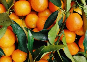 PCOS and Gut Health: The Microbiome Connection