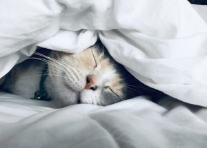 Trazodone for Sleep: How It Works, Dosage, and Long-Term Safety